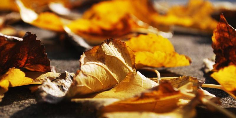 软件定义网络（SDN）如何重塑数据中心：自动化运维与前端可视化的融合实践